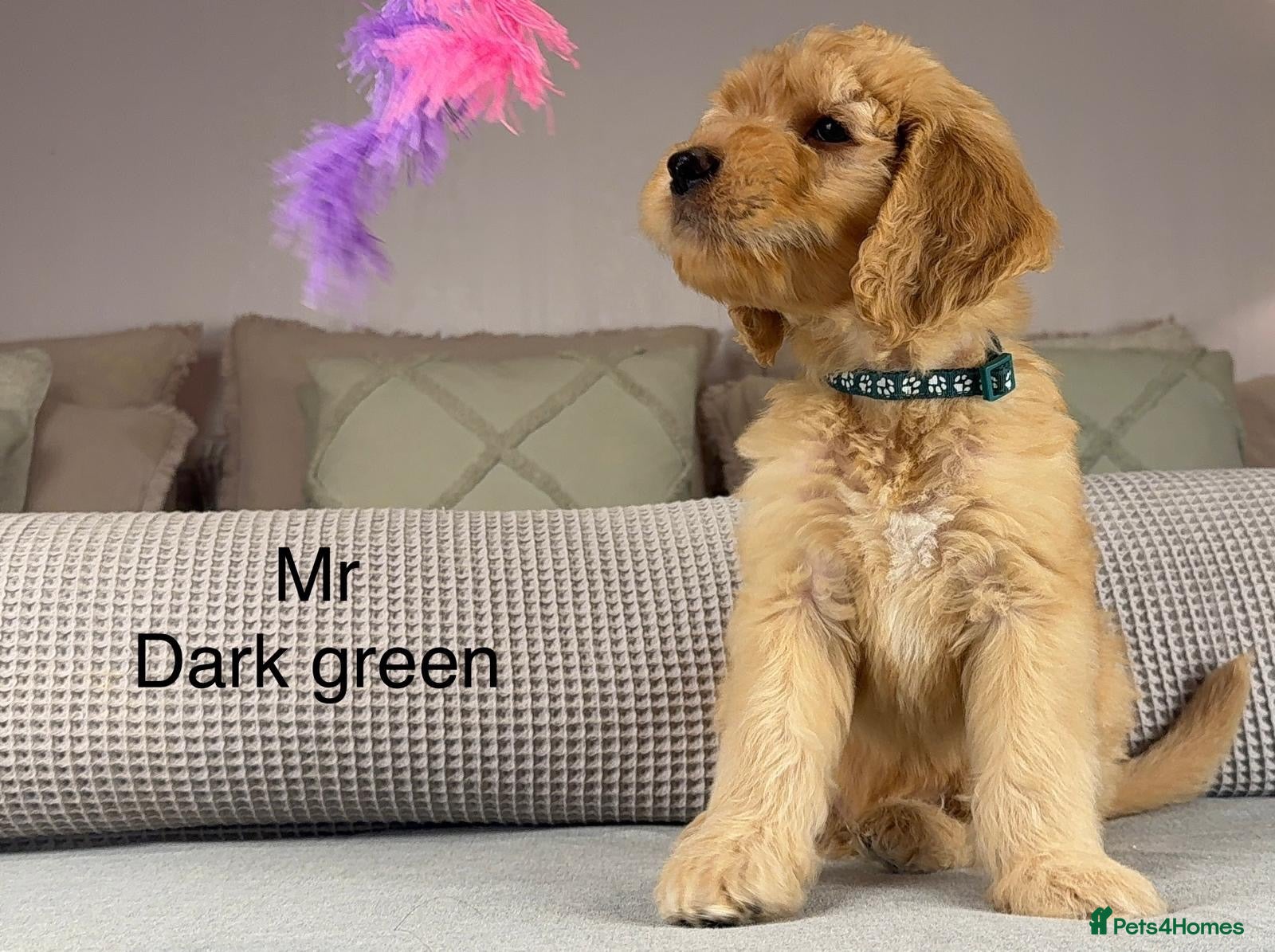 Goldendoodle dogs BEAUTIFUL HEALTHY LOVING PUPPIES  - Advert 2