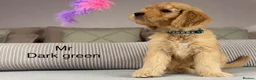 Goldendoodle dogs for sale: BEAUTIFUL HEALTHY LOVING PUPPIES  - Advert 1