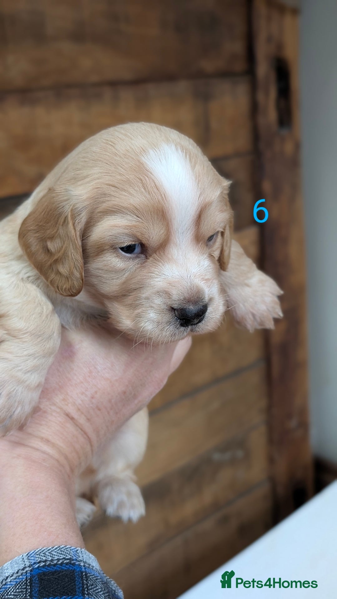 Cocker Spaniel dogs for sale: Working Cocker Spaniel Puppies  - Advert 18