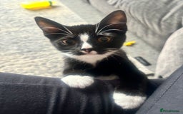 Domestic Shorthair cats for sale: 3 beautiful kittens left  - Image 4