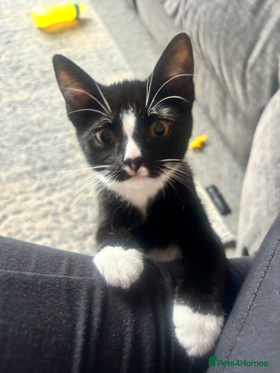 Domestic Shorthair cats for sale: 3 beautiful kittens left  - Image 4