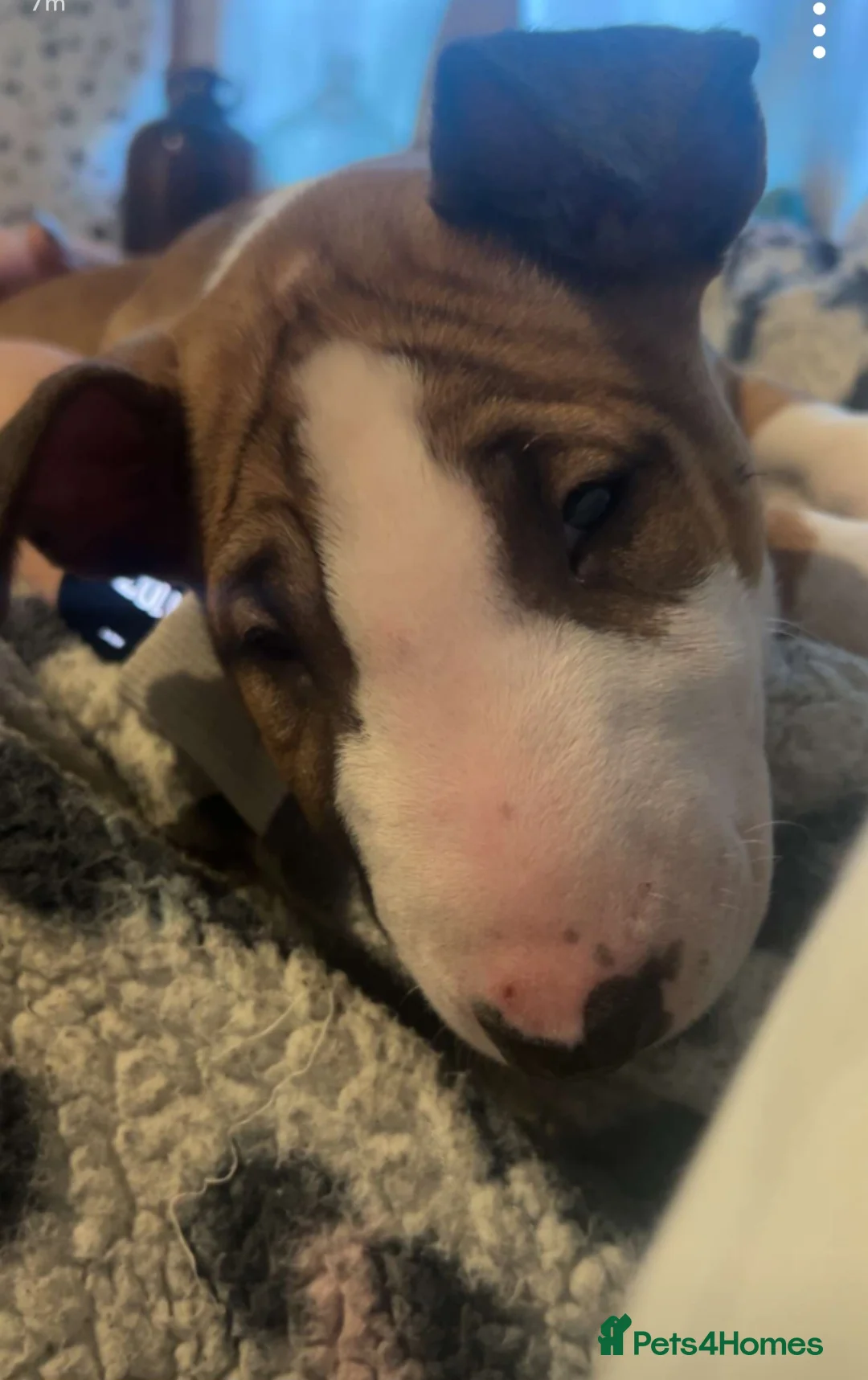 English Bull Terrier dogs for sale: English Bull Terrier Pup - Advert 1