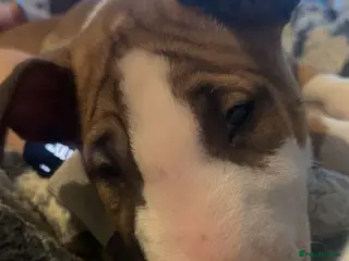 English Bull Terrier dogs English Bull Terrier Pup - Advert 10