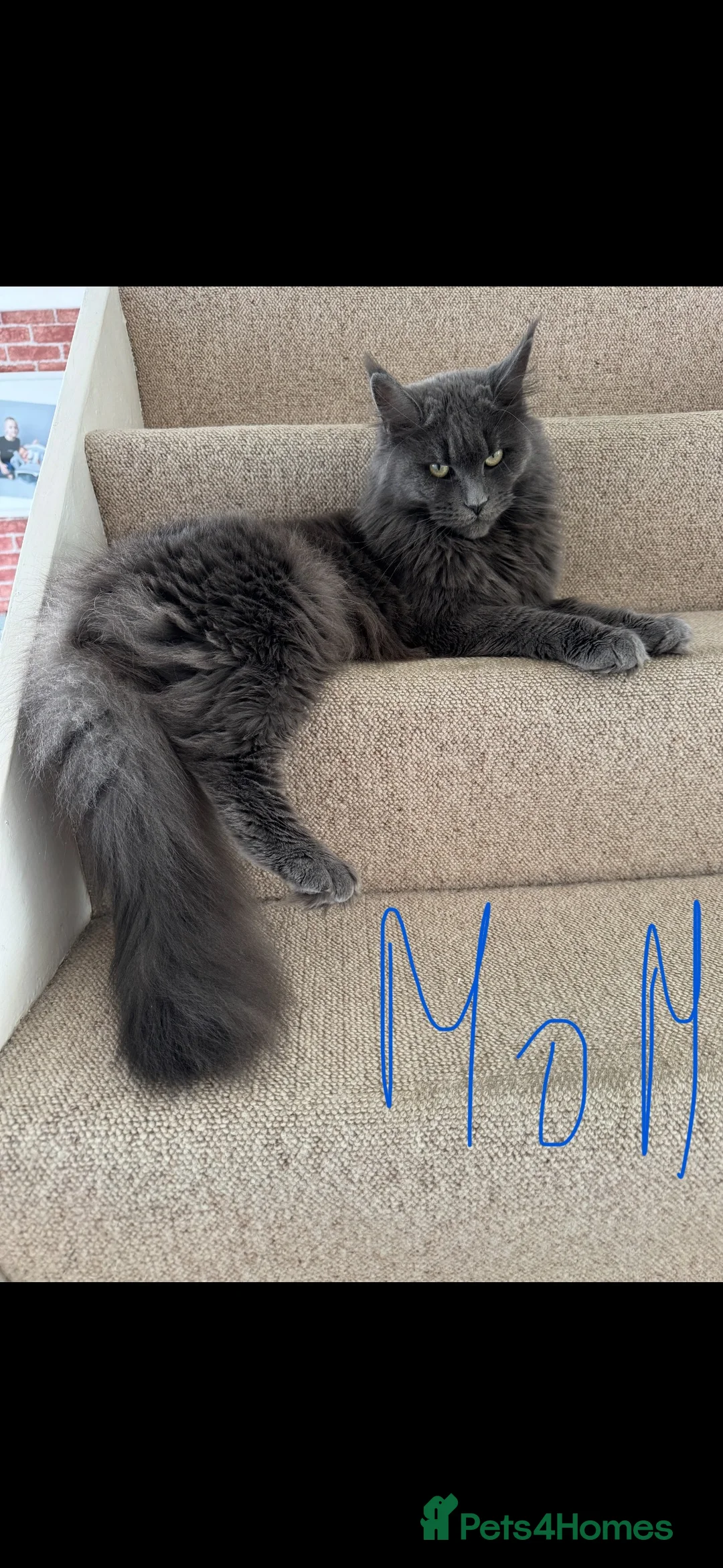 Maine Coon cats for sale: XXL MAINECOON MALE KITTENS  - Advert 16