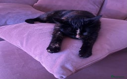 Domestic Shorthair cats for sale: Two beautiful cats looking for a new loving home. - Advert 7