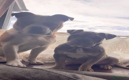 Mixed Breed dogs for sale: 3 dogs for sale! - Image 10