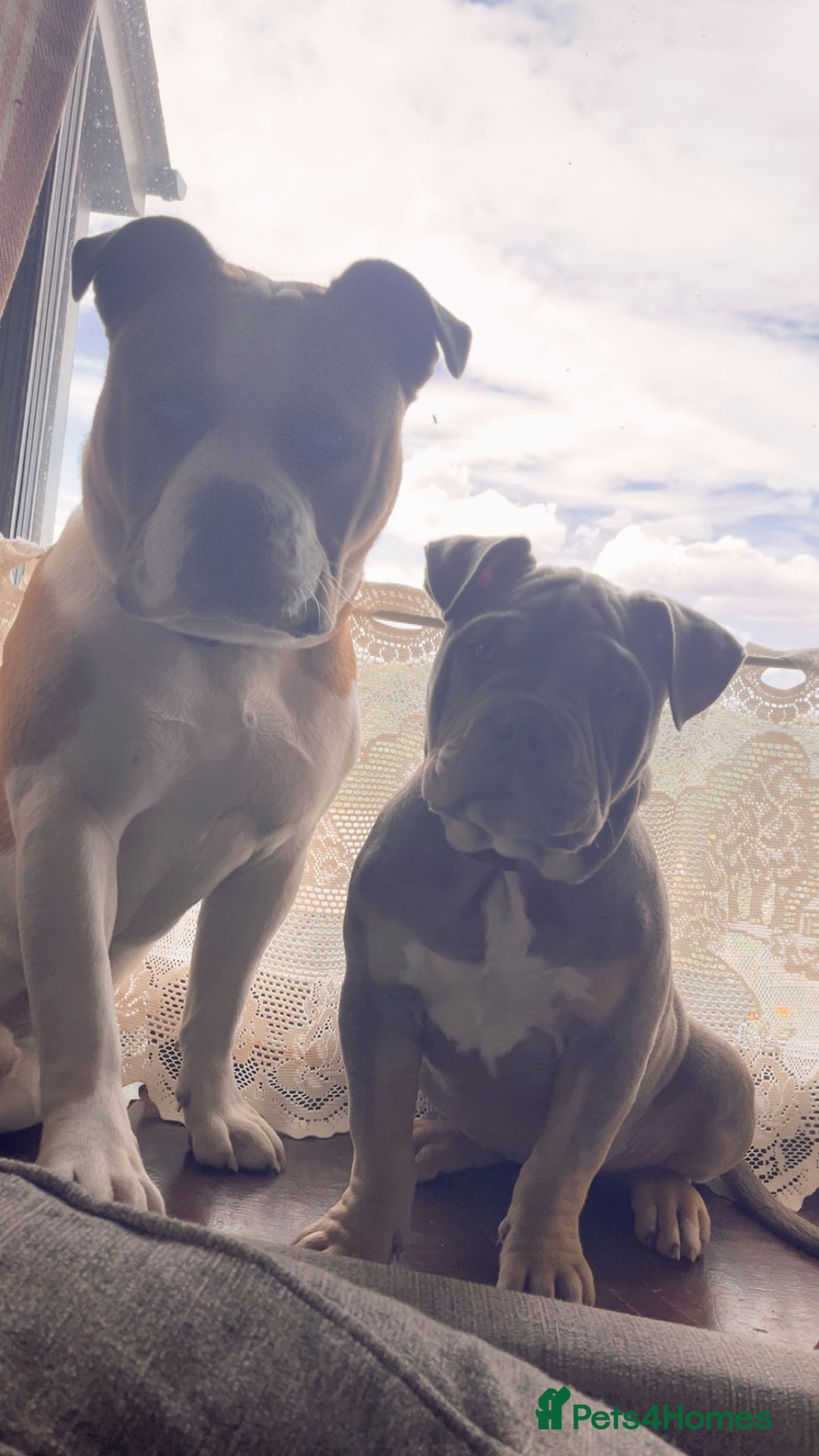 Mixed Breed dogs for sale: 3 dogs for sale! - Image 10