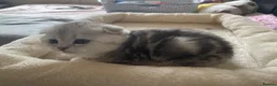 Scottish Fold cats for sale: Scottish Fold/Straight - Advert 6
