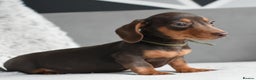 Miniature Dachshund dogs for sale: Miniature Dachshund Boys **READY NOW** - Advert 7