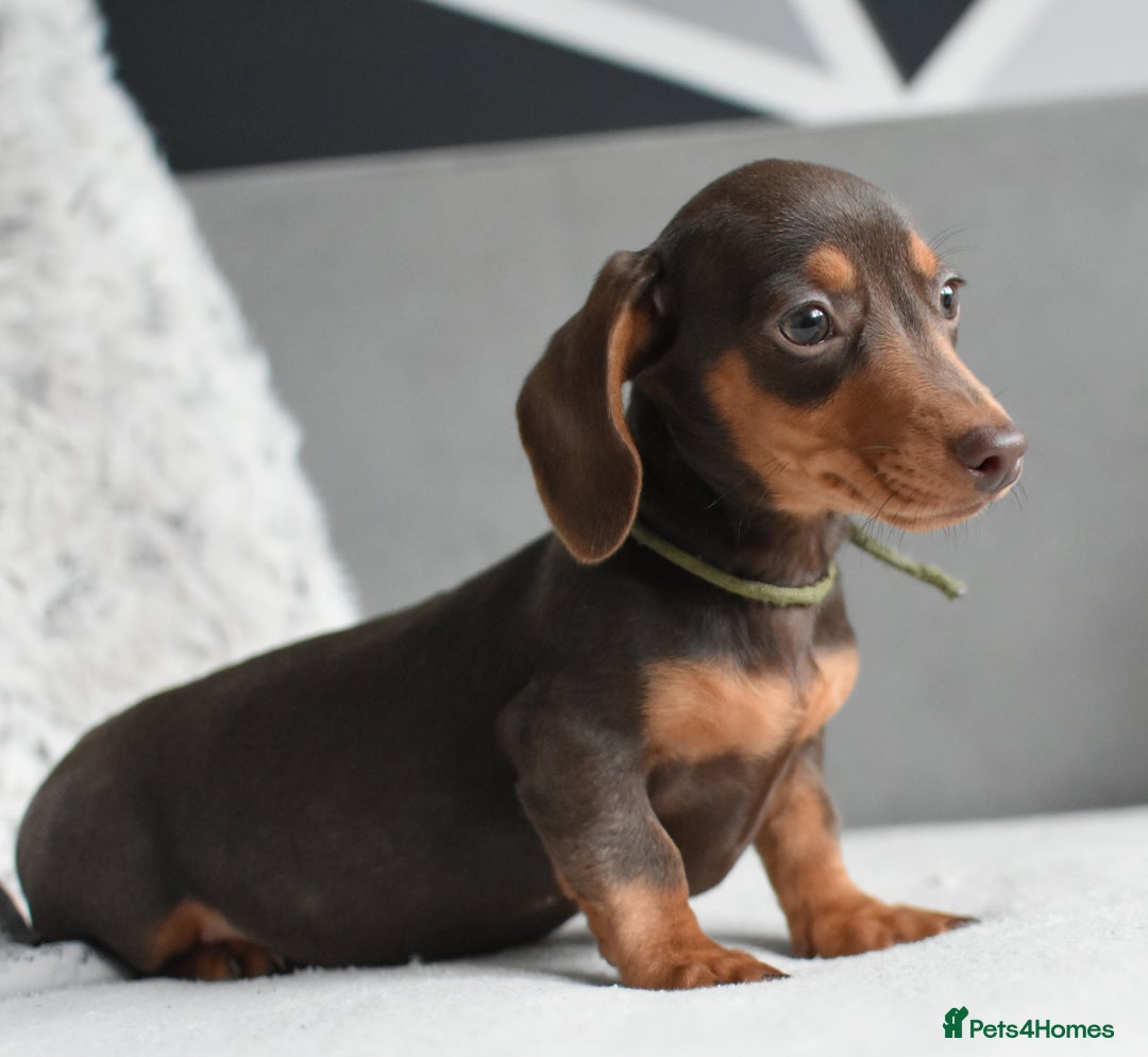 Miniature Dachshund dogs for sale: Miniature Dachshund Boys **READY NOW** - Advert 7