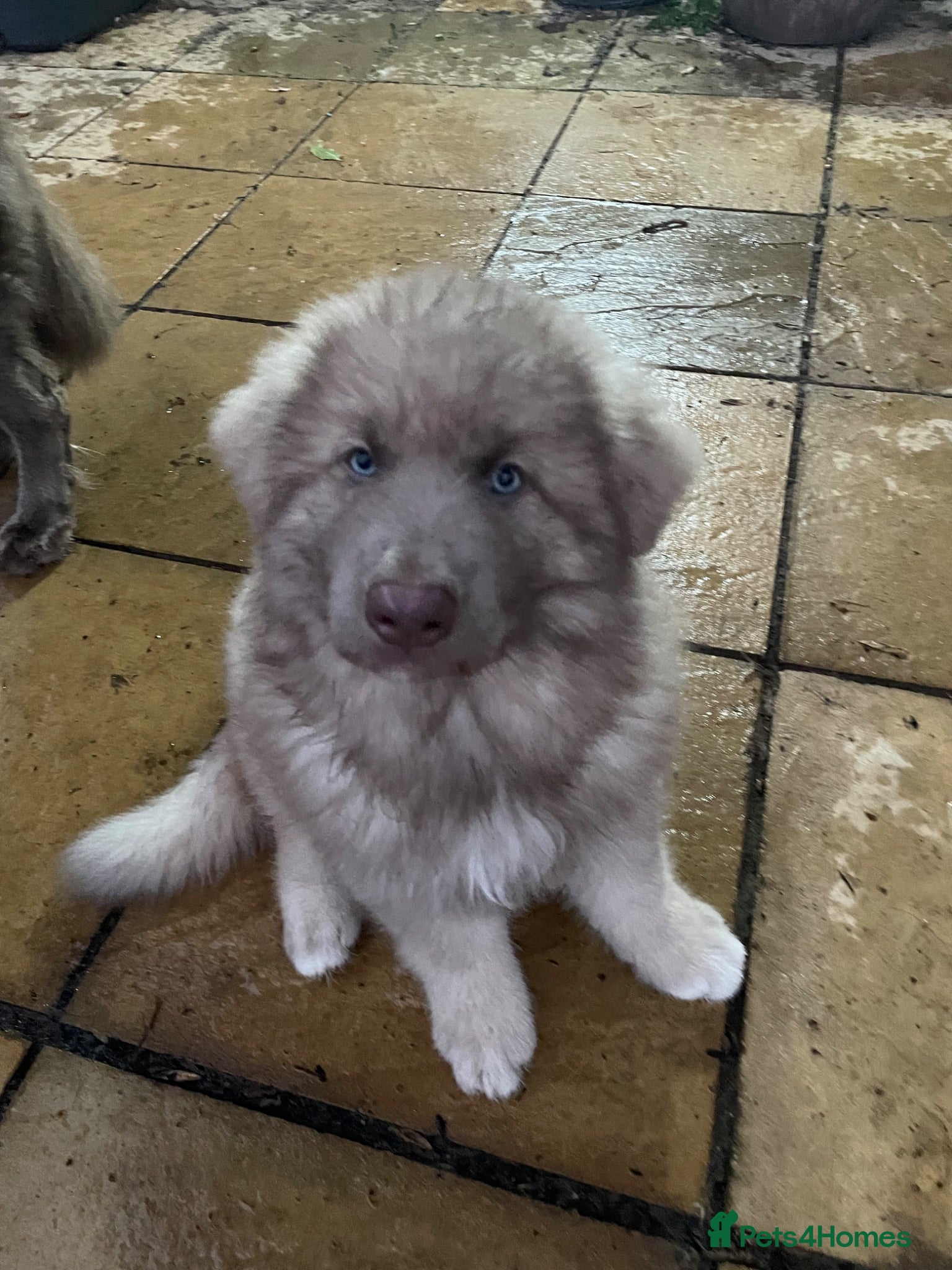 German Shepherd dogs Rare Isabella long coated German shepherd pup  - Advert 1
