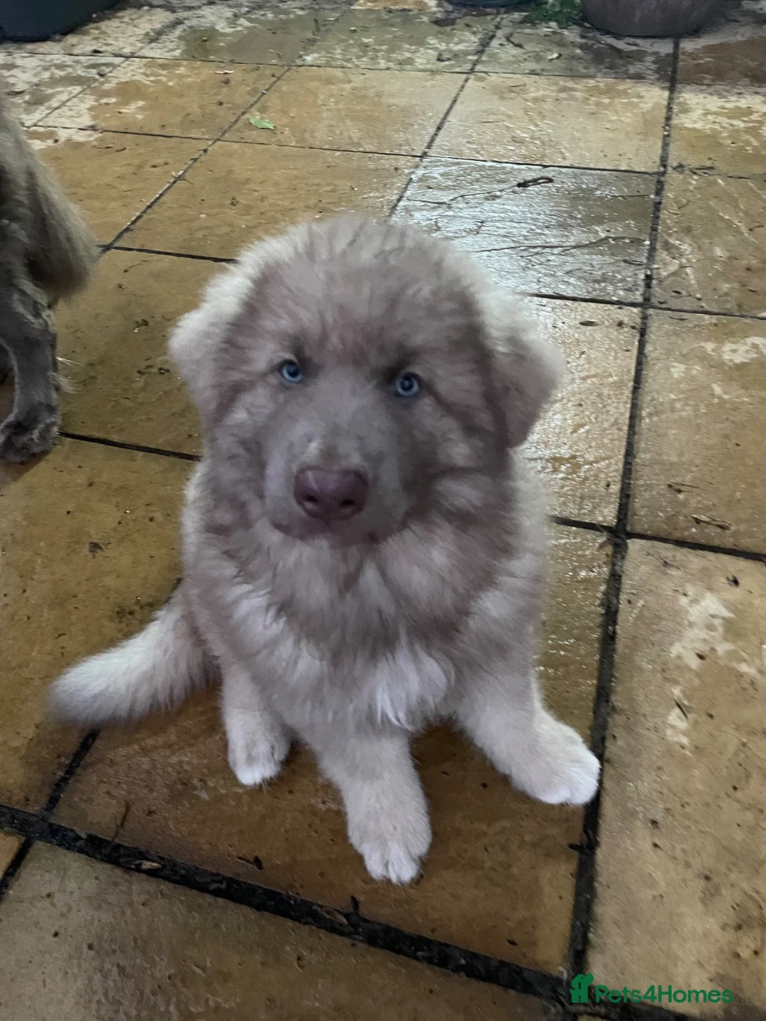 German Shepherd dogs for sale: Rare Isabella long coated German shepherd pup  - Advert 2