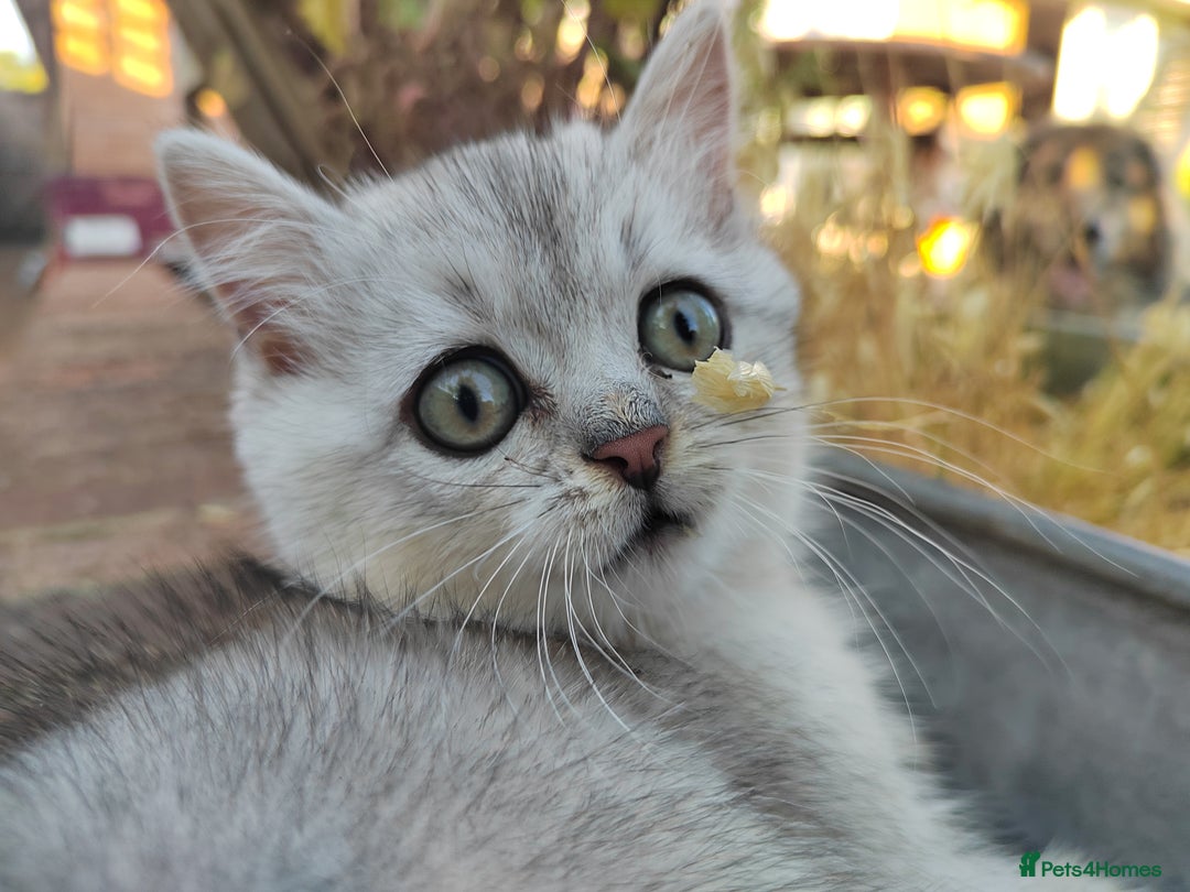 Scottish Fold cats for sale: Scottish Kittens 💜 - Image 22