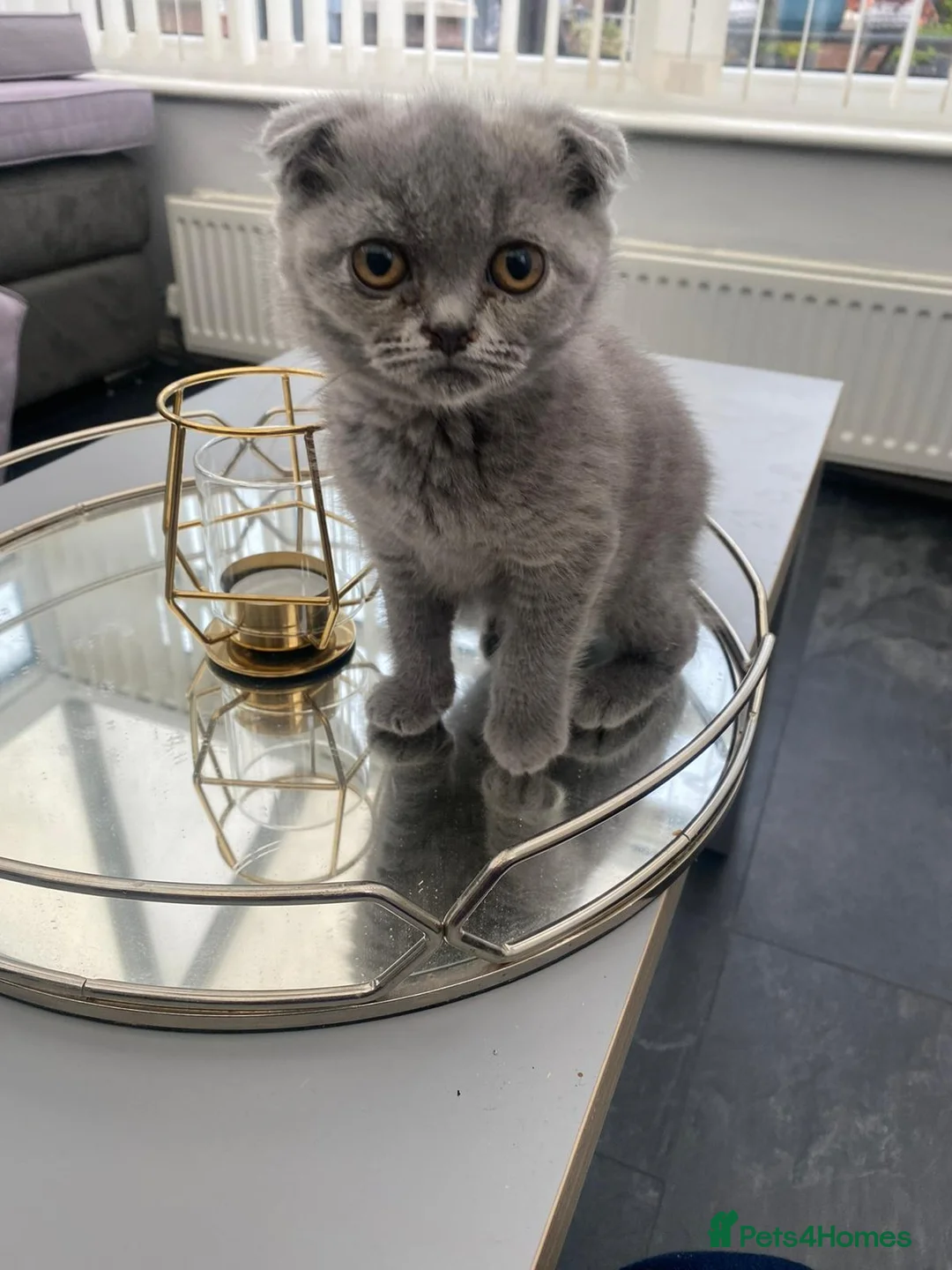 Scottish Fold cats for sale: Scottish Fold Kitten Solid Blue boy left (Folded) - Advert 1