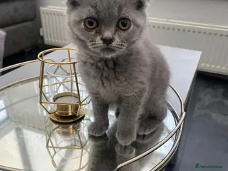 Scottish Fold cats Scottish Fold Kittens, 3 folds & 1 straight eared - Advert 5