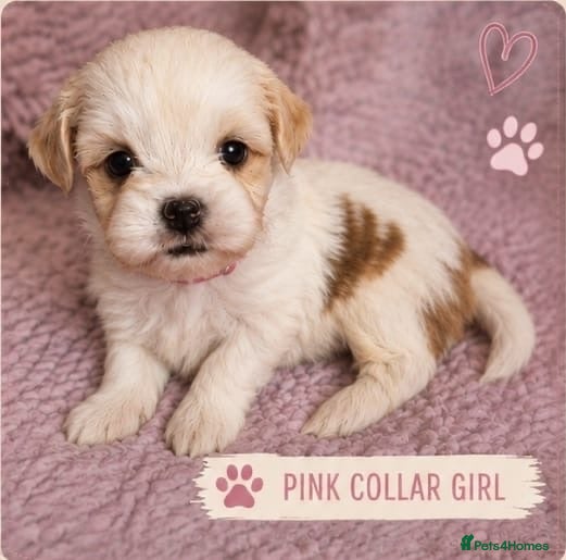 Lhasa Apso dogs KC REG LHASA APSO PUPS  - Advert 6