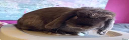Mini Lop rabbits for sale: Beautiful Mini Lops Available  - Advert 6
