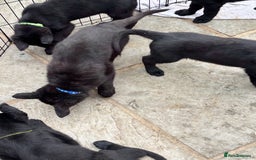 German Shepherd dogs for sale: Beautiful Black German Shepherd Puppies - Image 3
