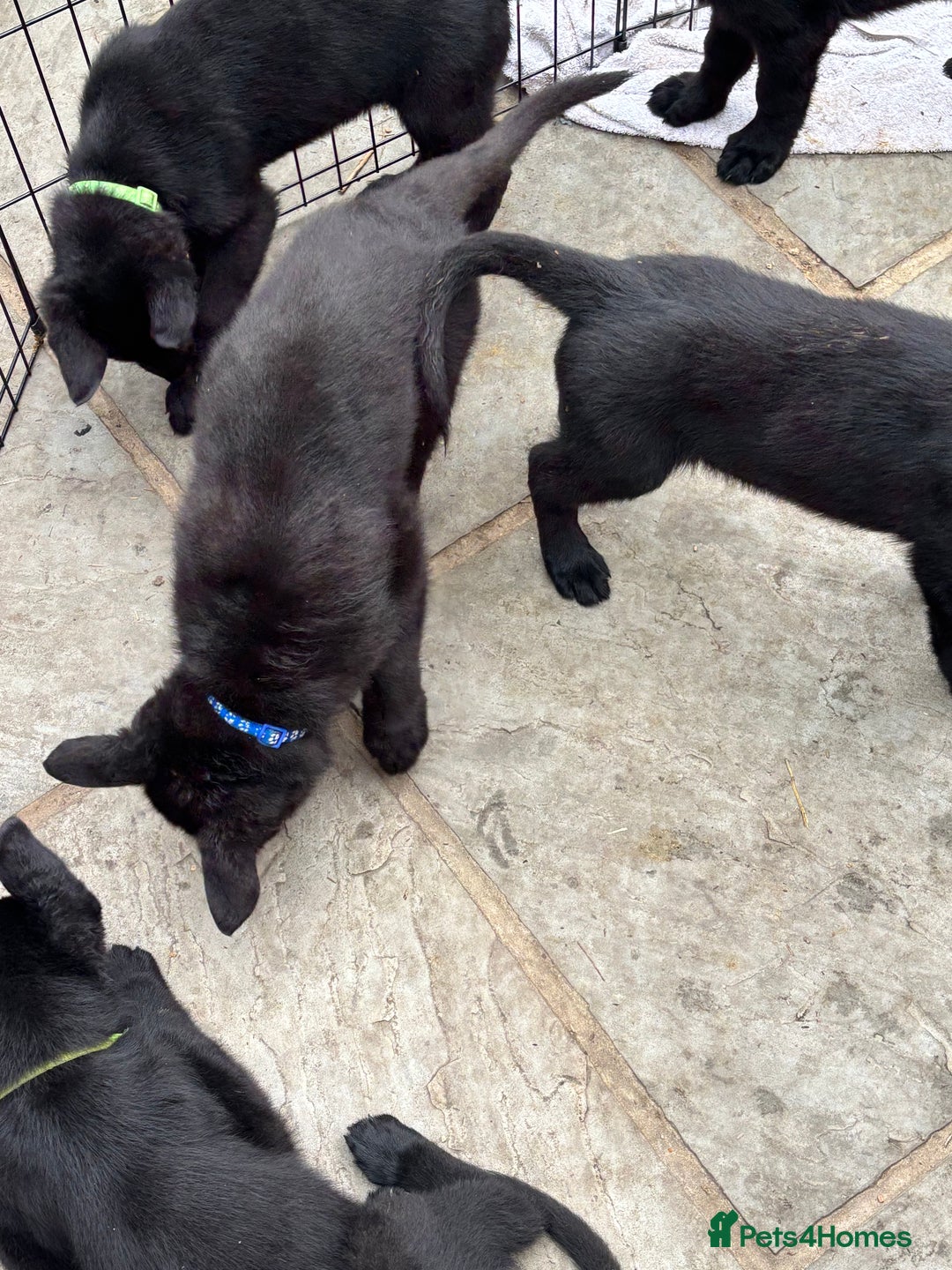 German Shepherd dogs for sale: Beautiful Black German Shepherd Puppies - Image 3