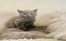 British Shorthair cats for sale: Two cuddly blue boys from loving family home - Image 18