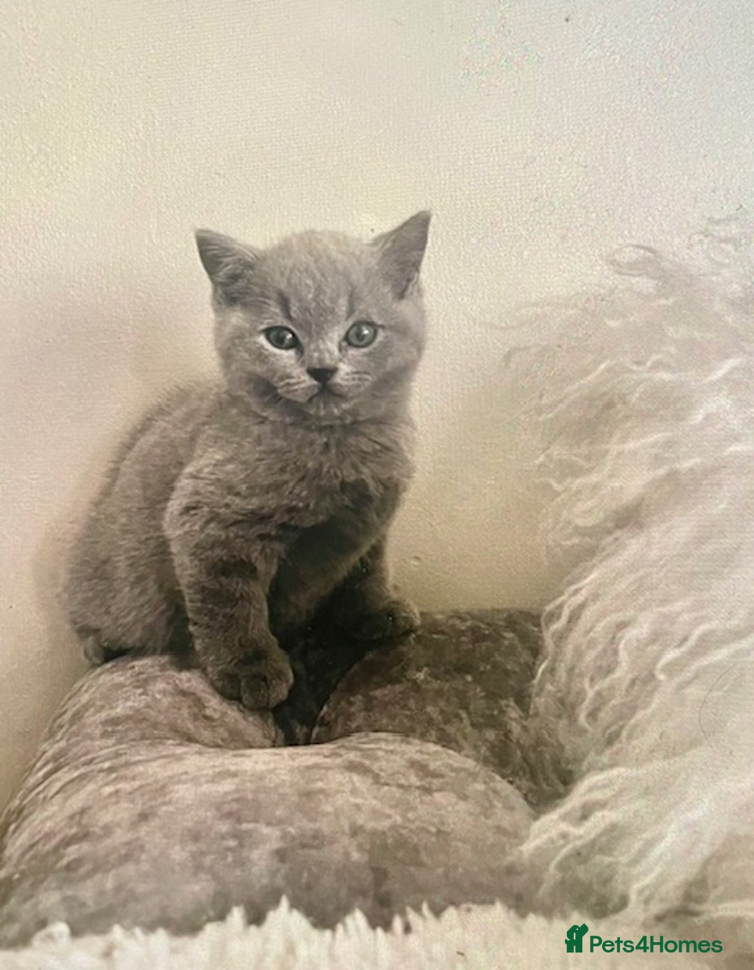 British Shorthair cats for sale: Two cuddly blue boys from loving family home - Image 18