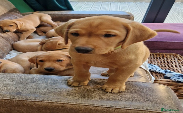 Labrador Retriever dogs - Advert 1