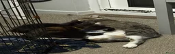 Domestic Shorthair cats for sale: Shorthair kittens  in Sudbury - Advert 4