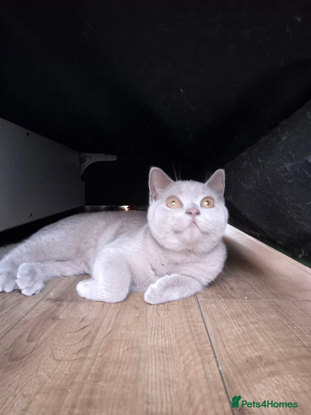 British Shorthair cats for sale: British shorthair - Advert 2