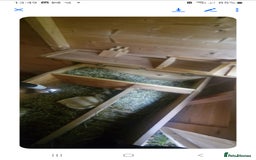 Tortoise reptiles for sale: Tortoise - Image 2