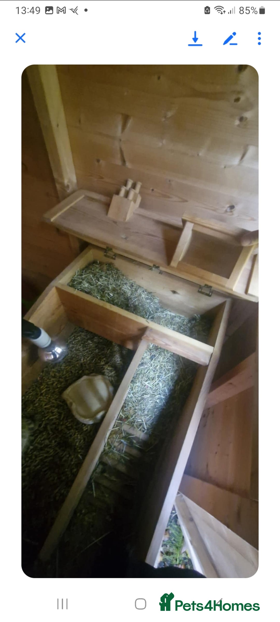 Tortoise reptiles for sale: Tortoise - Image 2