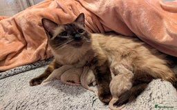 Ragdoll cats for sale:  Beautiful Mink Seal ragdolls - Image 3