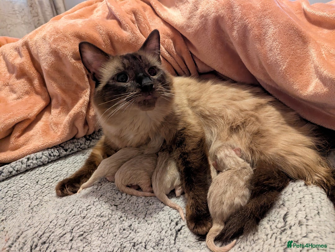 Ragdoll cats for sale:  Beautiful Mink Seal ragdolls - Image 3