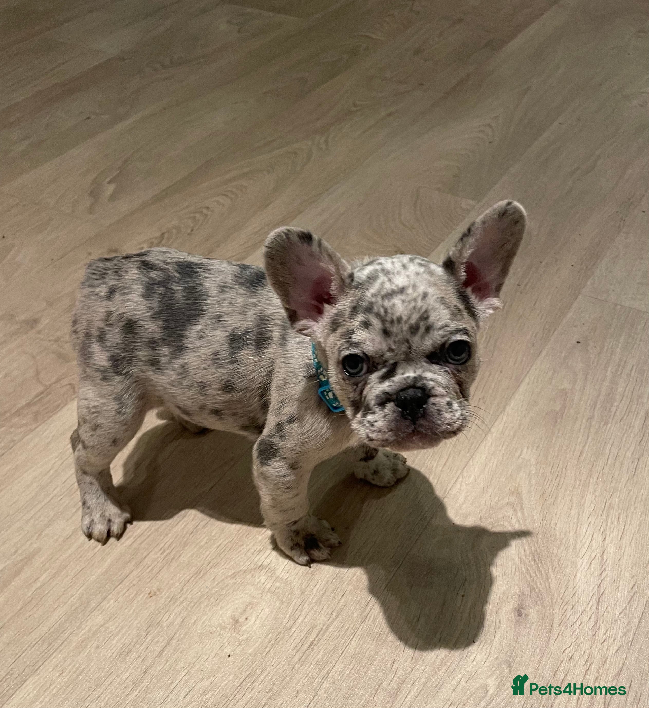 French Bulldog dogs !! Price drop !! 5 lovely French bulldog puppies  - Advert 15
