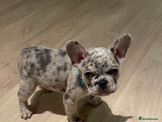 French Bulldog dogs !! Price drop !! 5 lovely French bulldog puppies - Advert 16