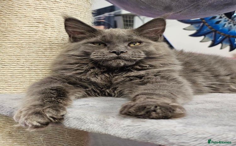 Maine Coon cats - Advert 2