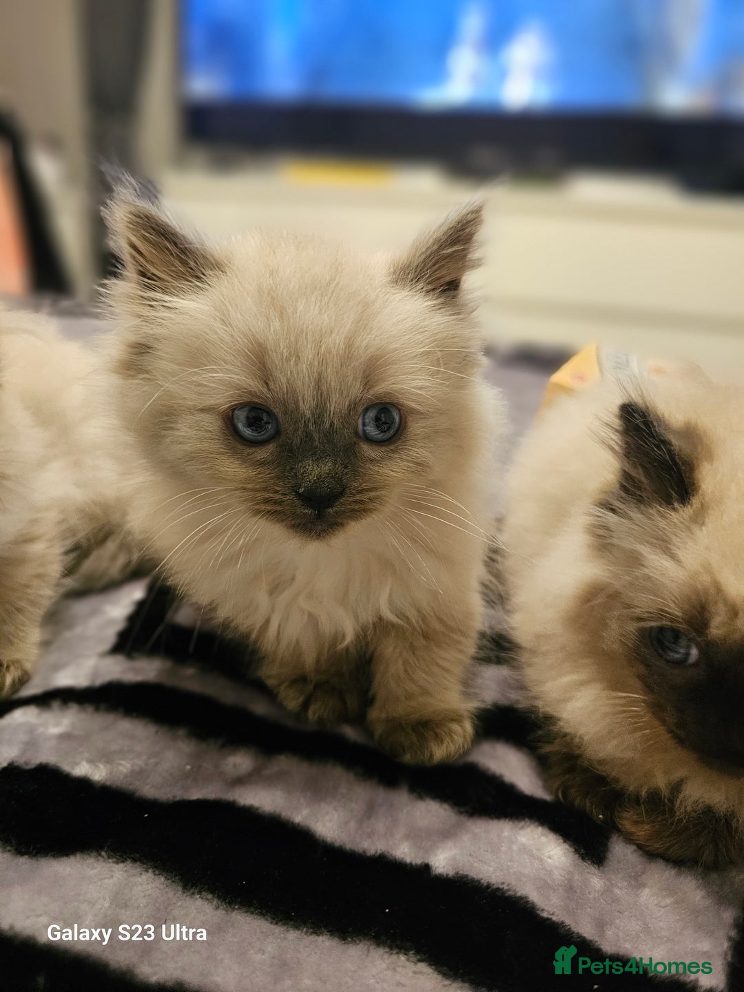 Ragdoll cats for sale: Pure breed Ragdoll  kittens  - Image 3
