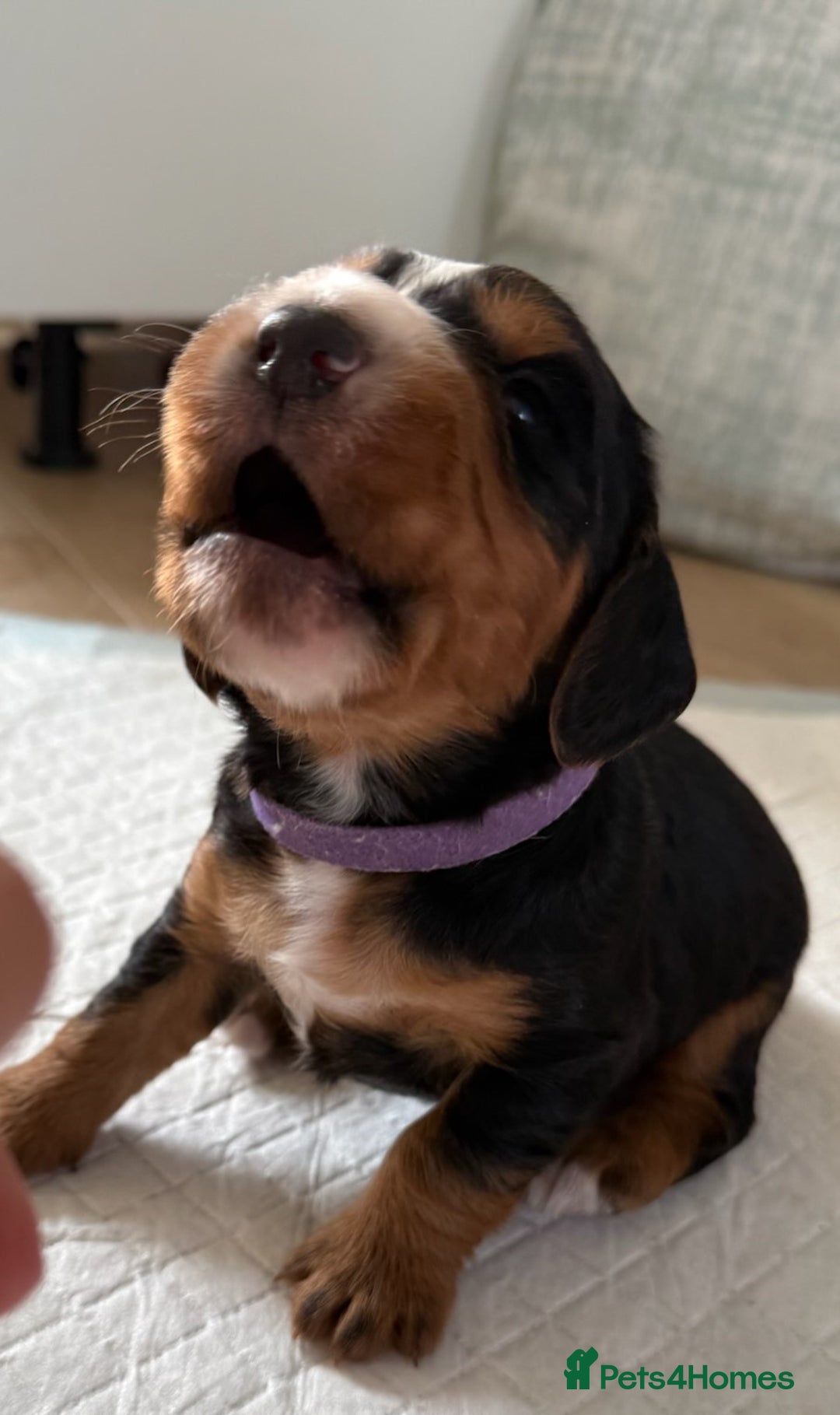 Cocker Spaniel dogs for sale: Male Working Cocker Spaniel Puppies for sale - Image 7