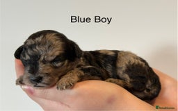 Mixed Breed dogs for sale: Stunning litter of 3/4 Toy Poodle X Welsh Collie - Image 9