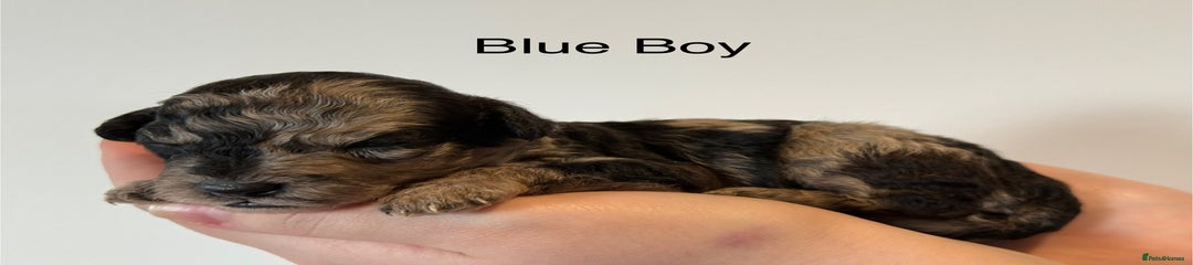 Blue Boy