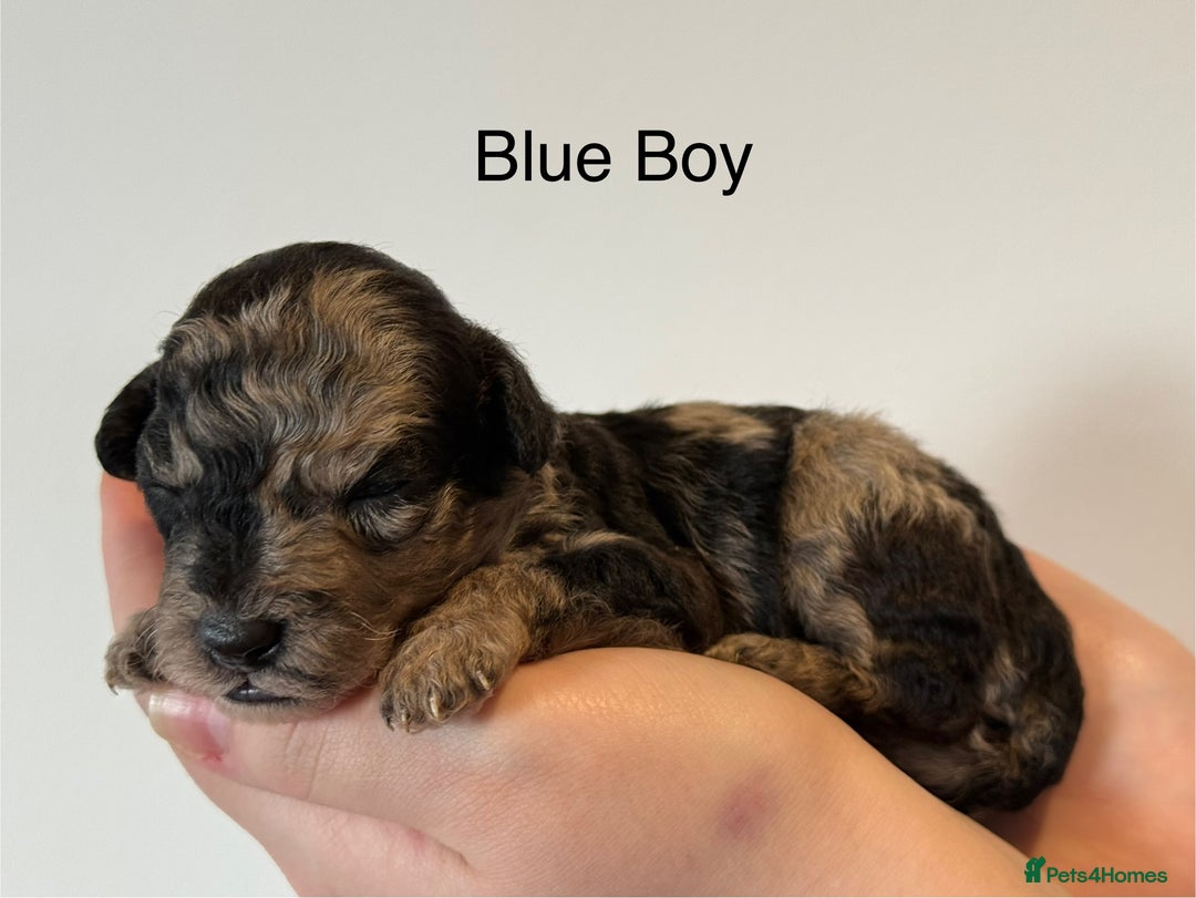 Mixed Breed dogs for sale: Stunning litter of 3/4 Toy Poodle X Welsh Collie - Image 9