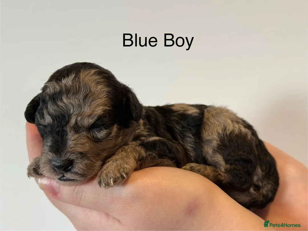 Mixed Breed dogs for sale: Stunning litter of 3/4 Toy Poodle X Welsh Collie - Advert 13