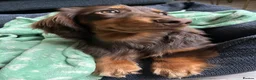 Dachshund dogs for stud: Milo Male long hair dachshund  in Hampton - Advert 4