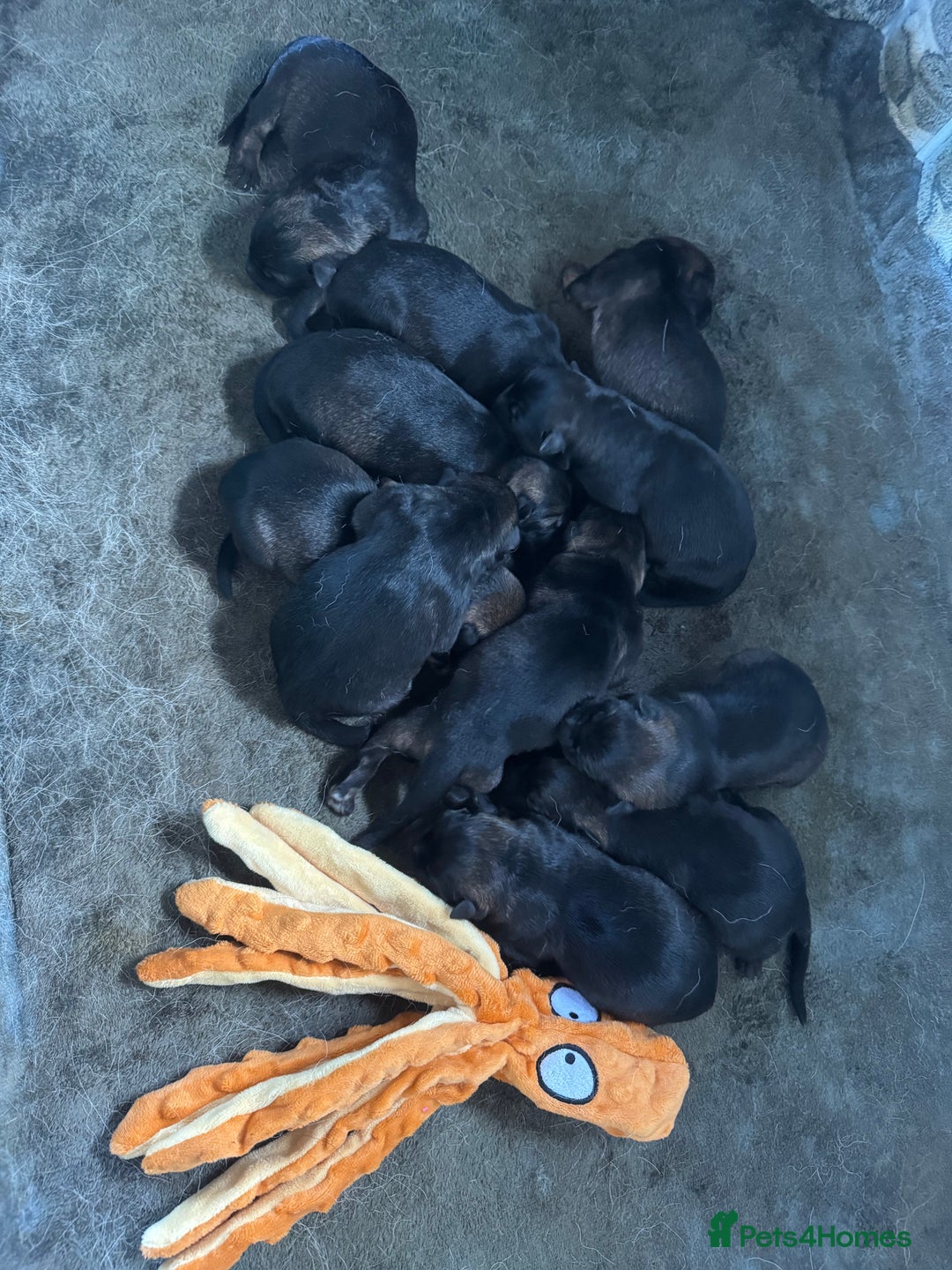 German Shepherd dogs for sale: Stunning German Shepard Litter Only 4 girls left - Image 28