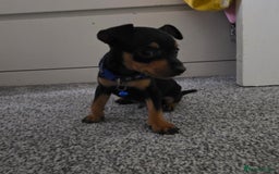 Miniature Pinscher dogs for sale: Beautiful miniature pinscher puppies  - Image 6