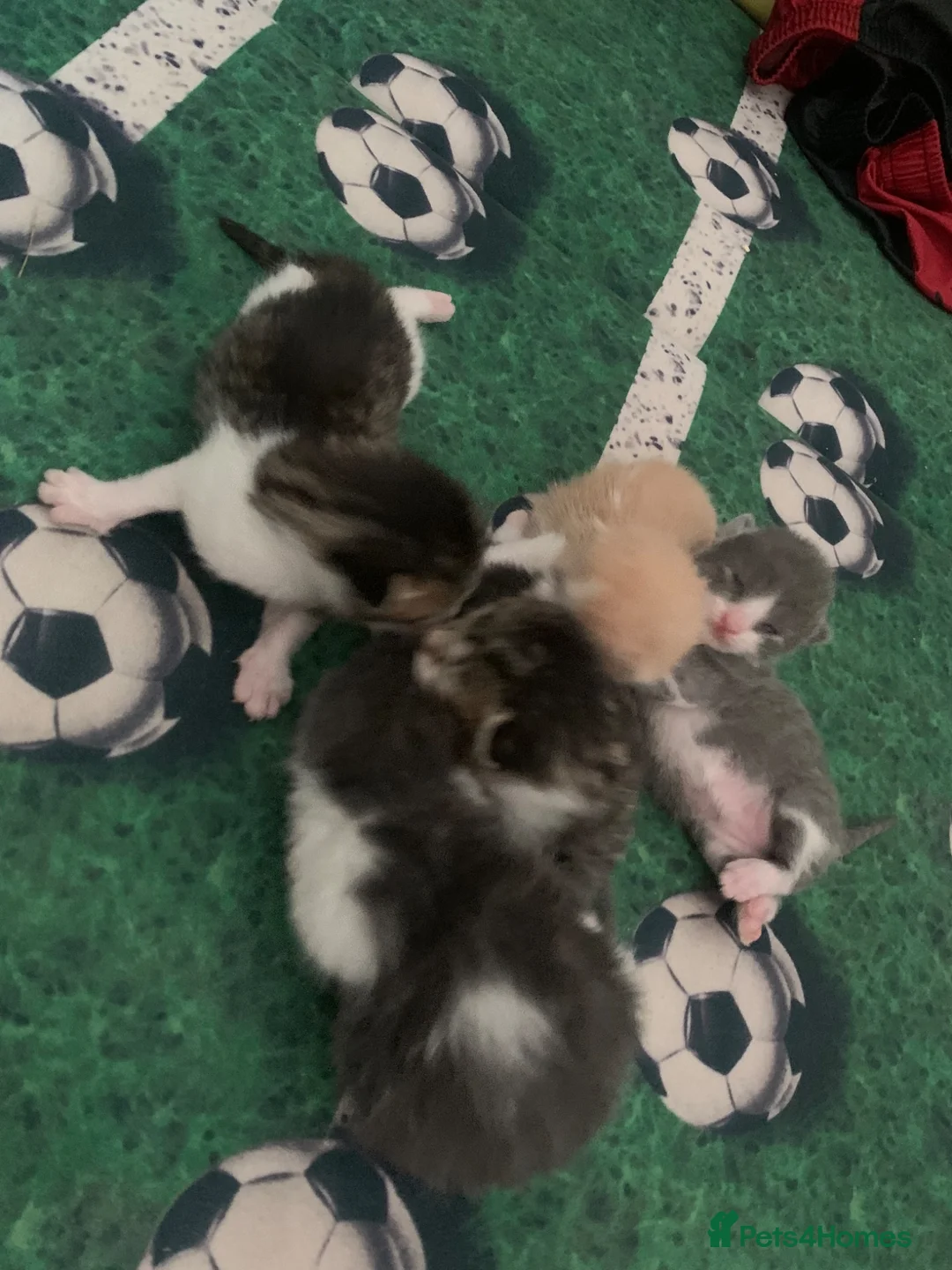 Mixed Breed cats for sale: 5 kitten in Preston - Advert 2
