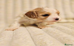 Cavapoo dogs for sale: Adorable Cavapoo Pups fully health tested parents - Image 25