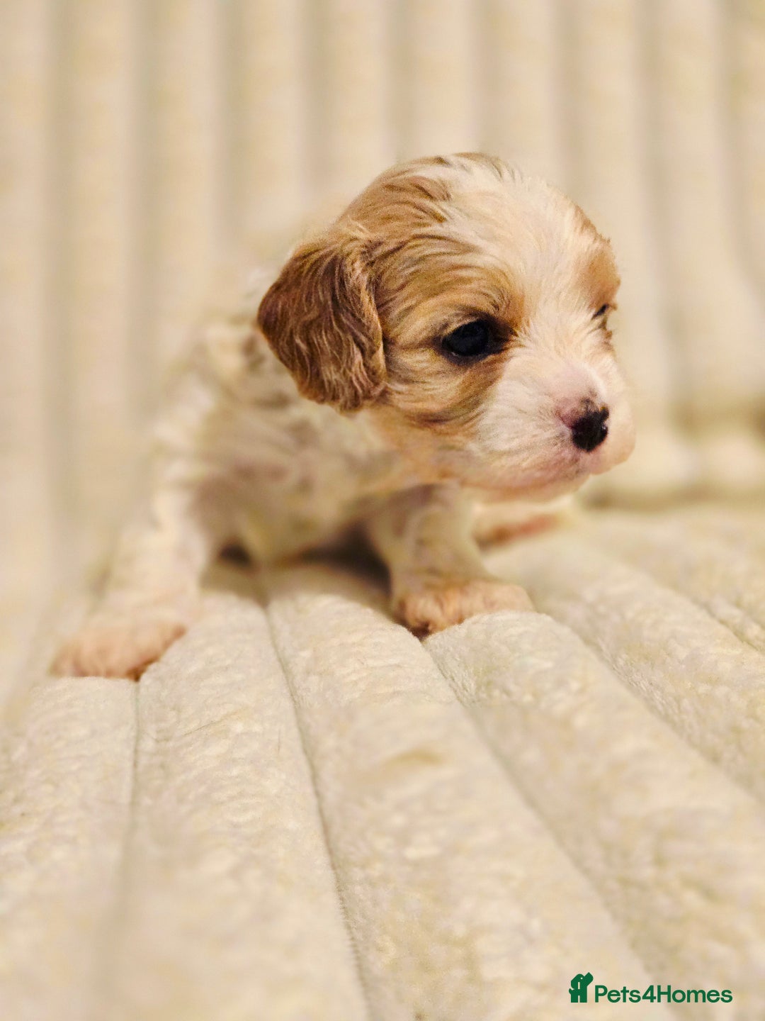 Cavapoo dogs for sale: Adorable Cavapoo Pups fully health tested parents - Image 25