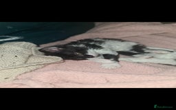 Devon Rex cats for sale: Stunning half devon rex kittens  - Image 12
