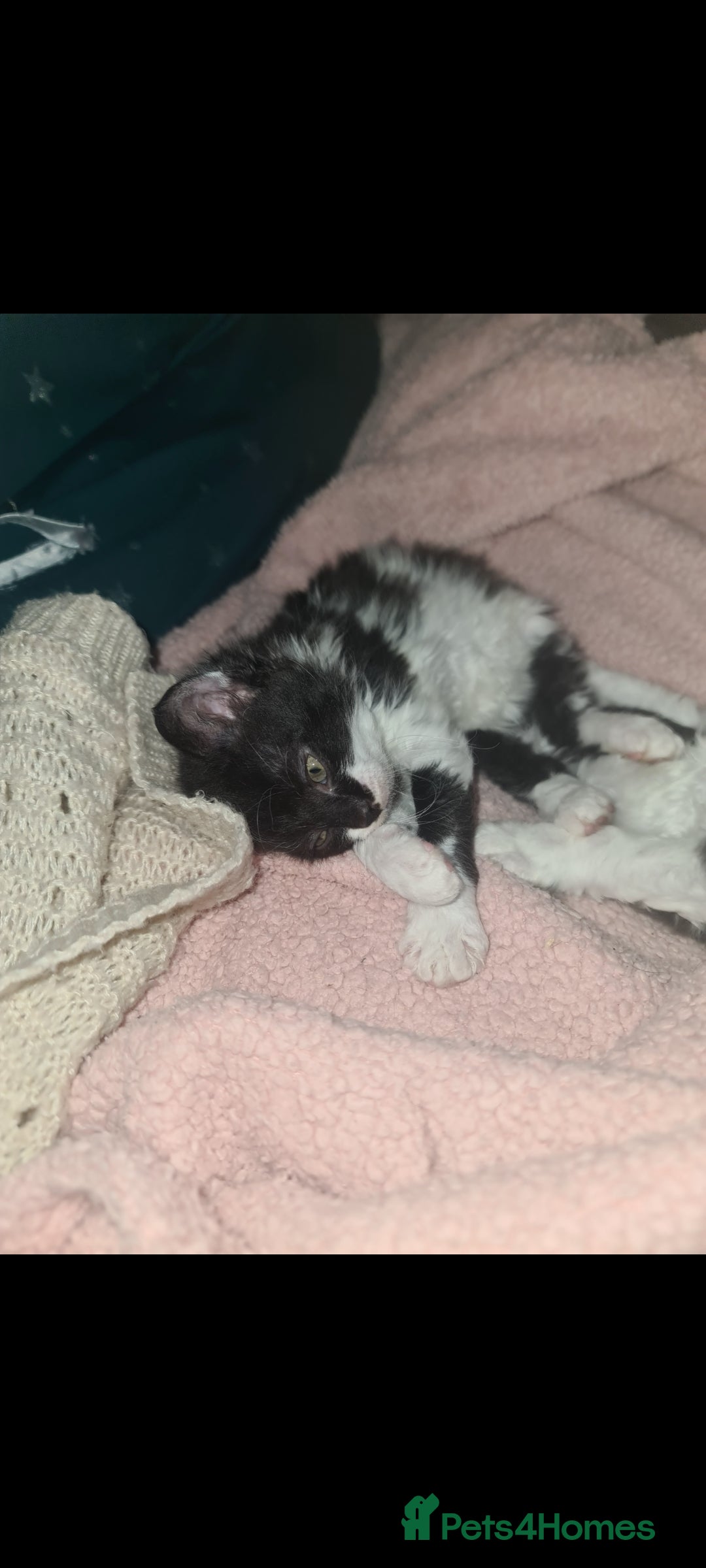 Devon Rex cats for sale: Stunning half devon rex kittens  - Image 12