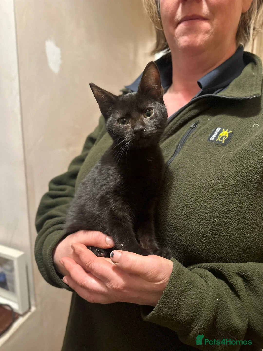 Mixed Breed cats for sale: Smashing Farm Kittens For Sale - Advert 9